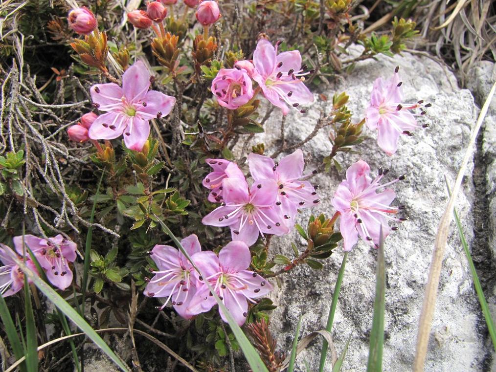 Rhodothamnus chamaecistus / Rododendro cistino